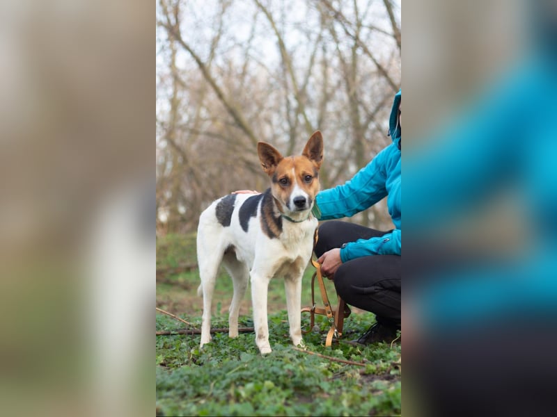 Ryabchik - Fröhlicher Überlebenskünstler (Ukraine)