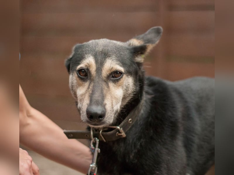 Shena - sanfte Wegbegleiterin (Ukraine)