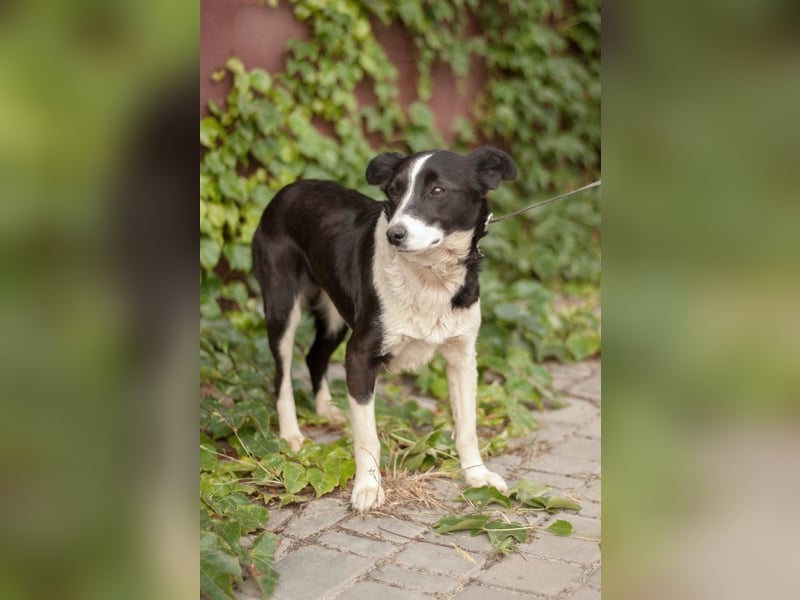 Ryabka - absolut verträglich und loyal (Ukraine) Ryabka - absolut verträglich und loyal (Ukraine)