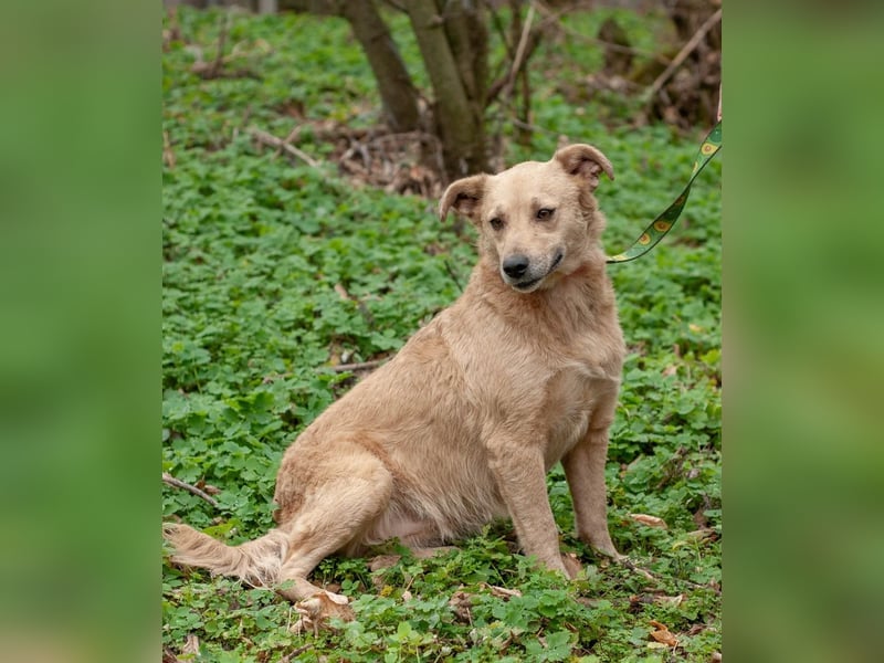 DOLANI Bezaubernde Hündin sucht Nähe (Ukraine)