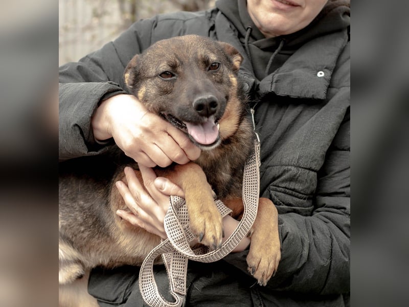 INDY Offener und freundlicher Rüde (Ukraine)