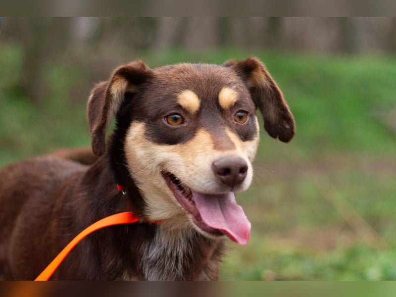 DOBBY Darf es ein bisschen Magie sein? (Ukraine)