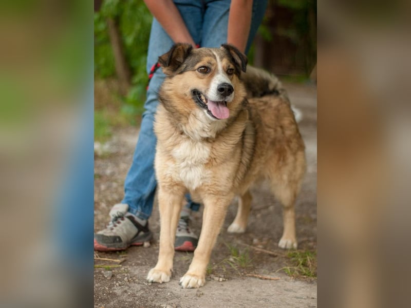 Rostik - Verträglicher Charmeur (Ukraine)