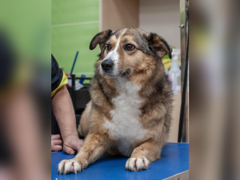 Rostik - Verträglicher Charmeur (Ukraine)