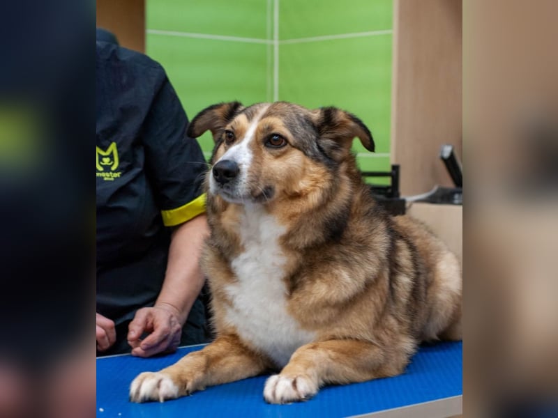 Rostik - Verträglicher Charmeur (Ukraine)