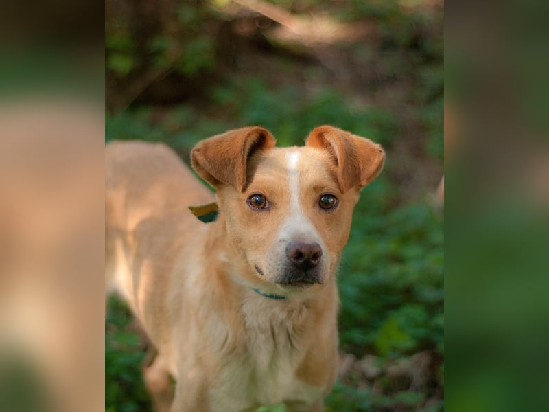 Chester - Hinreißender Rüde mit perfektem Hundeblick (Ukraine) Chester - Hinreißender Rüde mit perfektem Hundeblick (Ukraine)