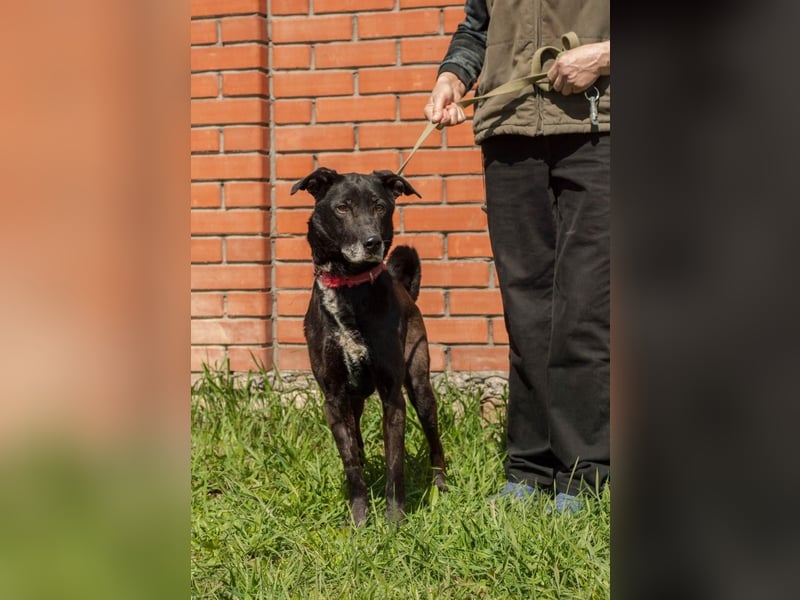 Mike - Weggefährte im besten Alter (Ukraine)