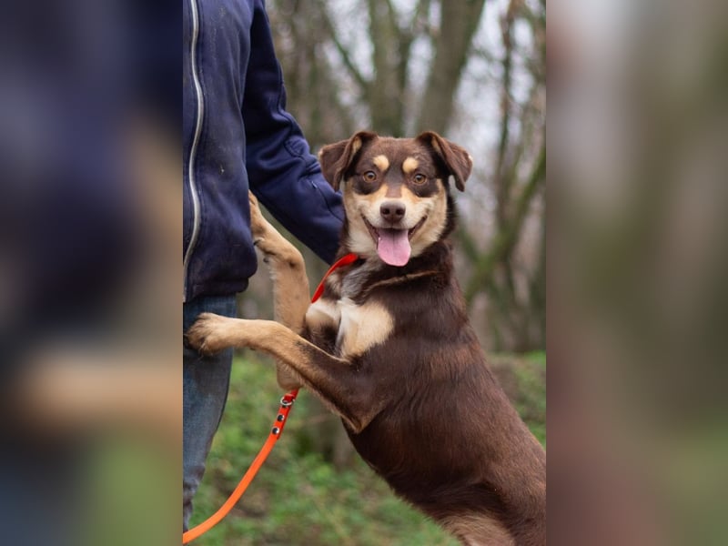 DOBBY Darf es ein bisschen Magie sein? (Ukraine)