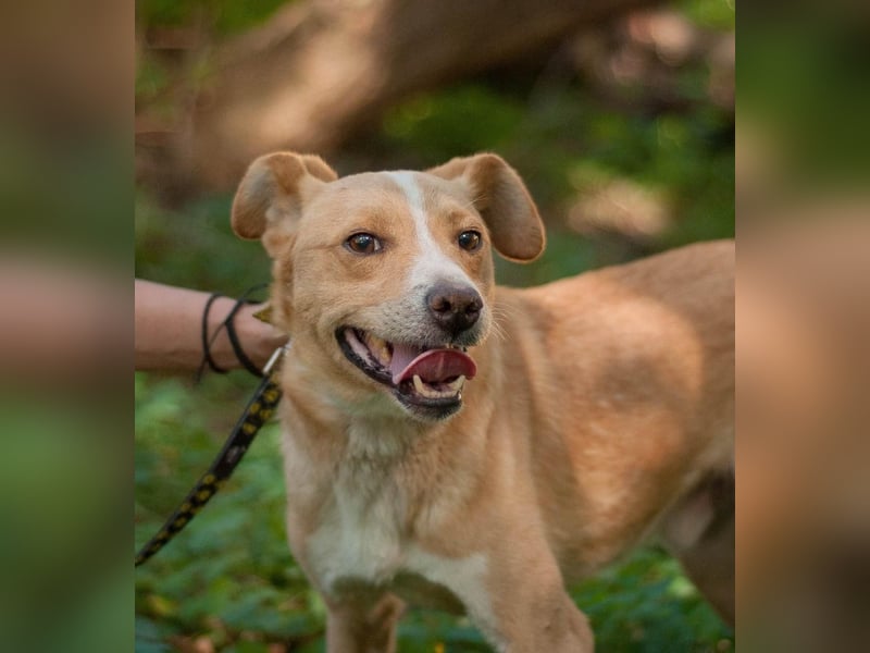 Chester - Hinreißender Rüde mit perfektem Hundeblick (Ukraine) Chester - Hinreißender Rüde mit perfektem Hundeblick (Ukraine)