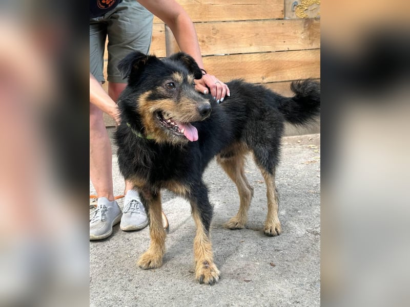 Snickers - Möchte an der Seite seiner Menschen sein (Ukraine)