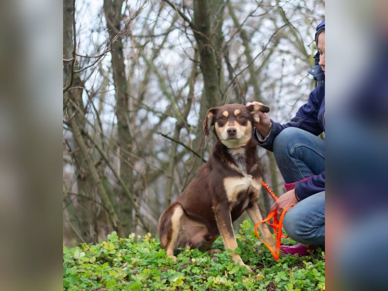 DOBBY Darf es ein bisschen Magie sein? (Ukraine)