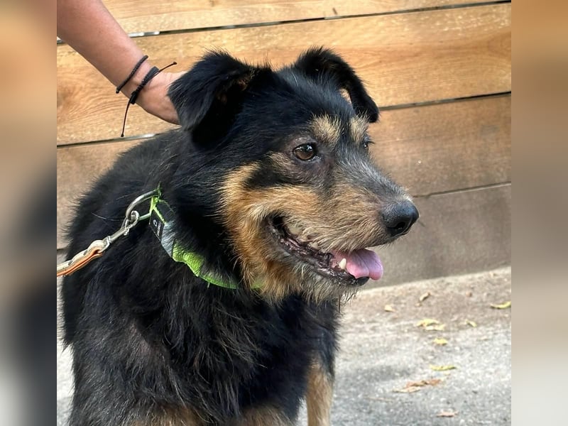 Snickers - Möchte an der Seite seiner Menschen sein (Ukraine)