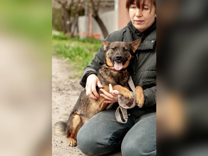 INDY Offener und freundlicher Rüde (Ukraine)