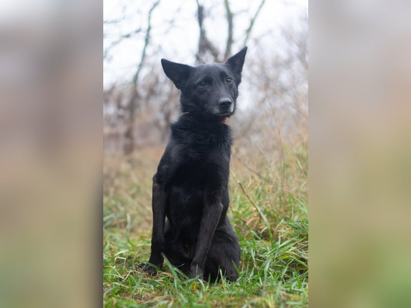 Baron - Hat alles verloren (Ukraine)