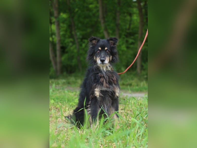 CHUCK Liebenswerter Senior (Ukraine)
