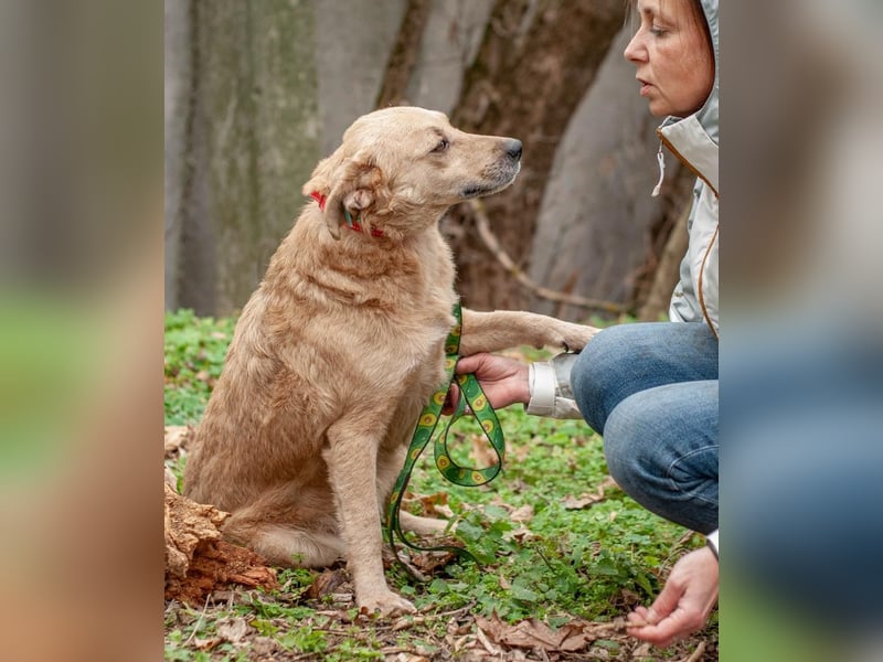 DOLANI Bezaubernde Hündin sucht Nähe (Ukraine)