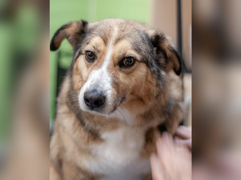 Rostik - Verträglicher Charmeur (Ukraine)