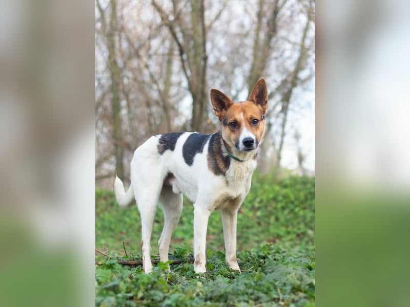 Ryabchik - Fröhlicher Überlebenskünstler (Ukraine)