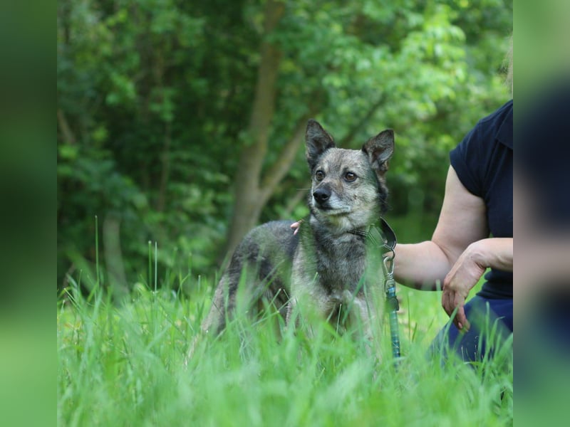 PATRICK Menschenbezogener Mini Wolf (Ukraine)
