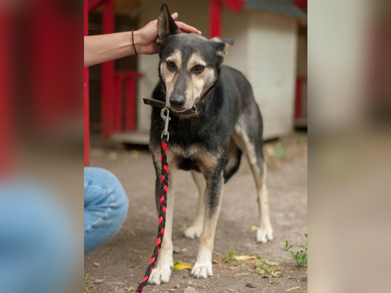 Shena - sanfte Wegbegleiterin (Ukraine)