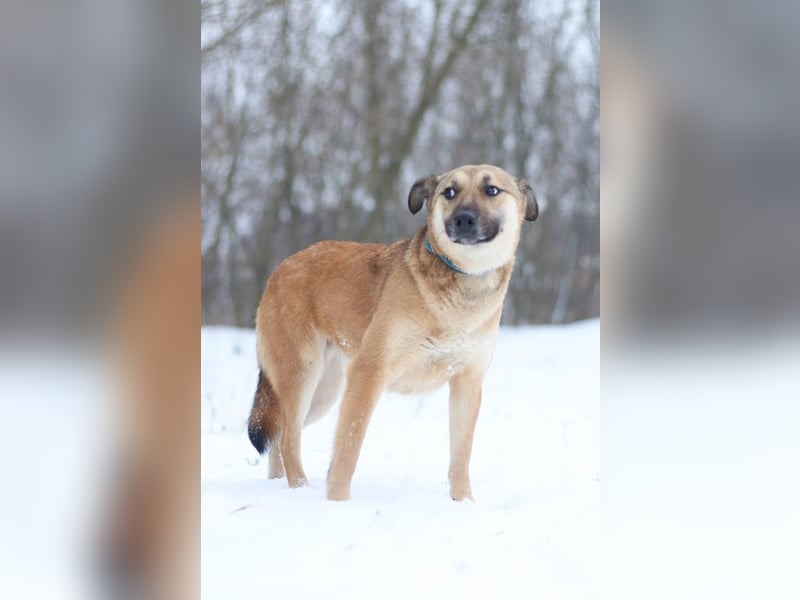 ODREY Tapfere Mamahündin (Ukraine)