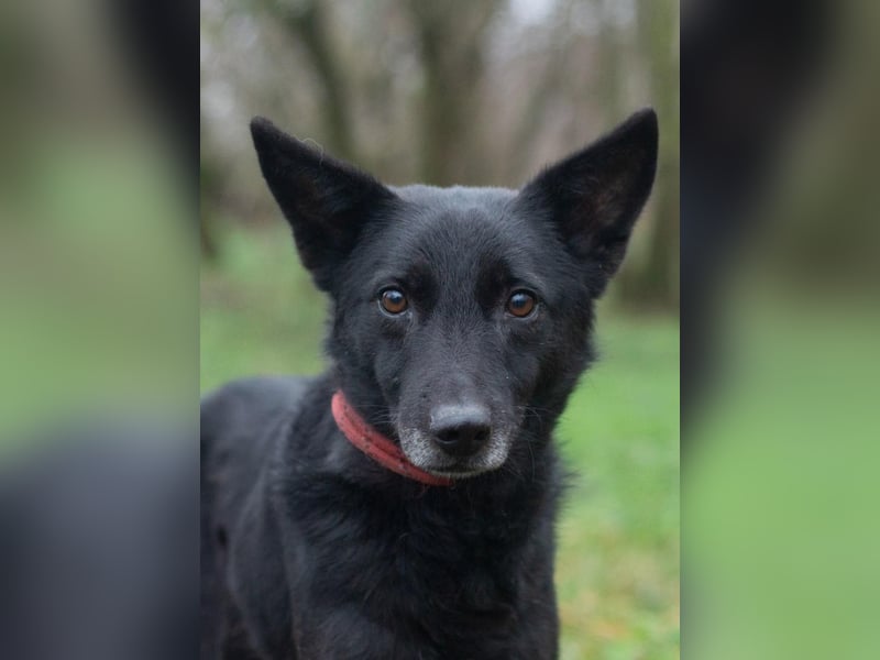 Baron - Hat alles verloren (Ukraine)