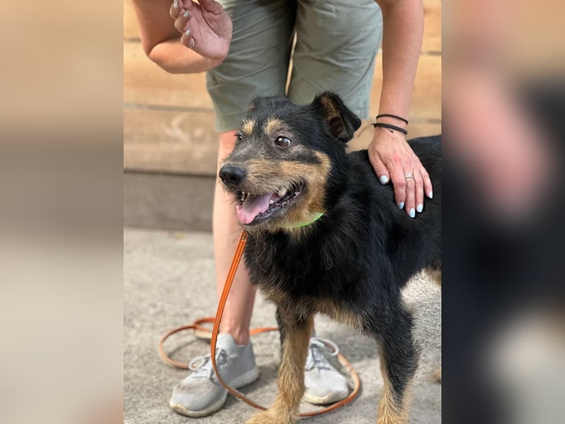 Snickers - Möchte an der Seite seiner Menschen sein (Ukraine)