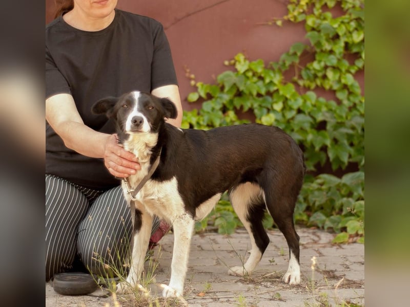 Ryabka - absolut verträglich und loyal (Ukraine) Ryabka - absolut verträglich und loyal (Ukraine)