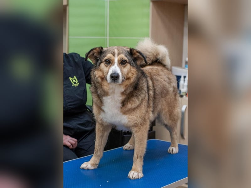 Rostik - Verträglicher Charmeur (Ukraine)