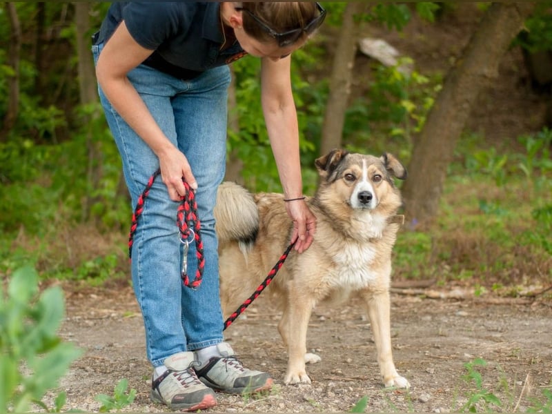 Rostik - Verträglicher Charmeur (Ukraine)