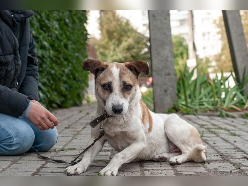 Boria - Äußerst verträglicher und sanfter Rüde (Ukraine)