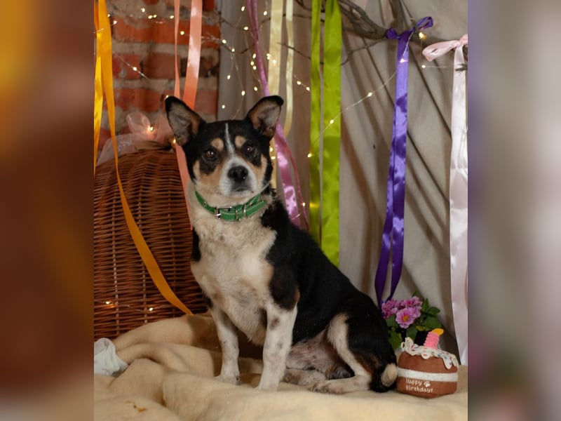 DEN Ruhiger Traumkerl (Ukraine)