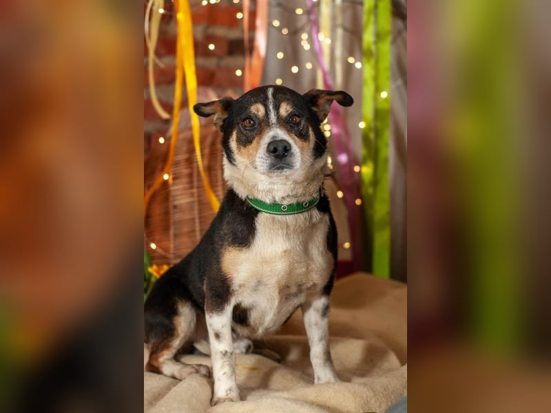 DEN Ruhiger Traumkerl (Ukraine)