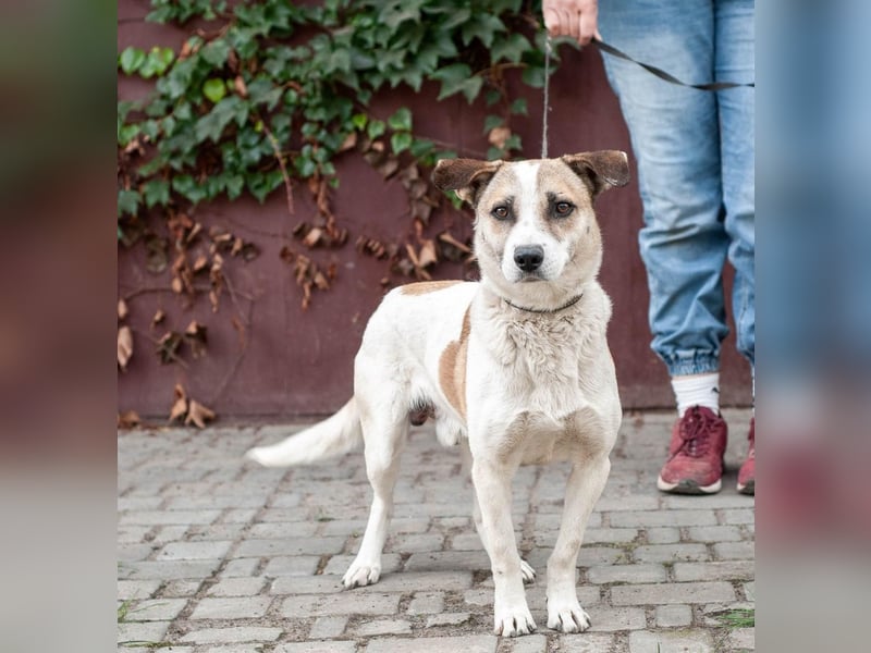 Boria - Äußerst verträglicher und sanfter Rüde (Ukraine)