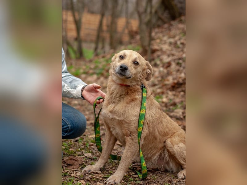 DOLANI Bezaubernde Hündin sucht Nähe (Ukraine)