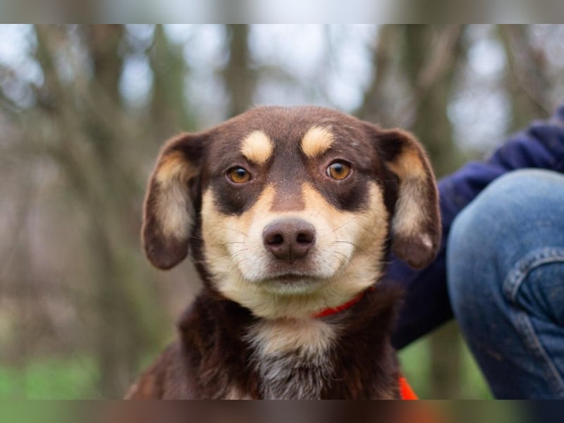 DOBBY Darf es ein bisschen Magie sein? (Ukraine)