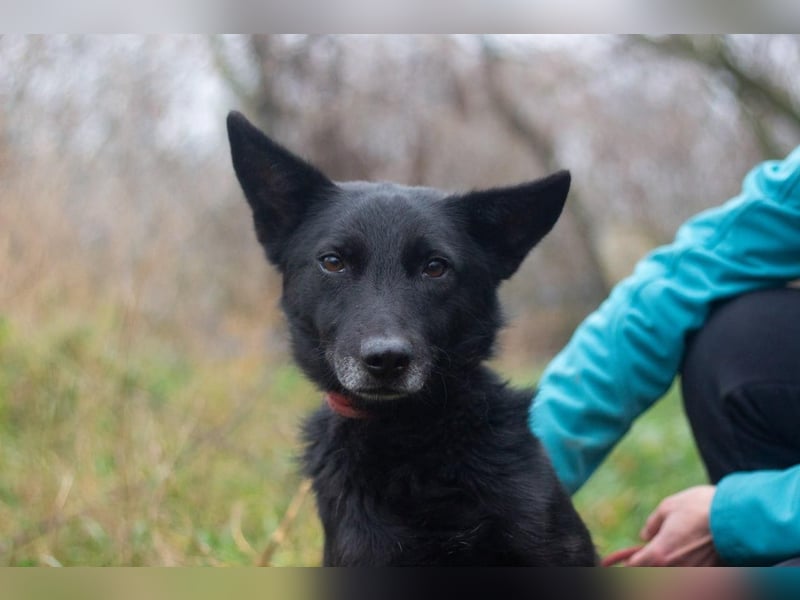 Baron - Hat alles verloren (Ukraine)