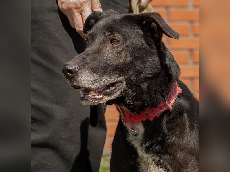 Mike - Weggefährte im besten Alter (Ukraine)