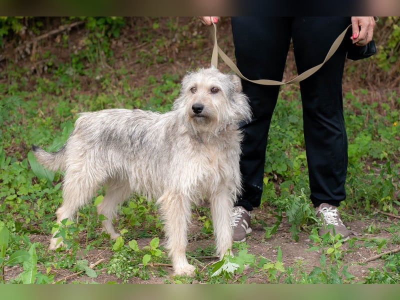 PUFFY Verspielte Familienhündin (Ukraine)