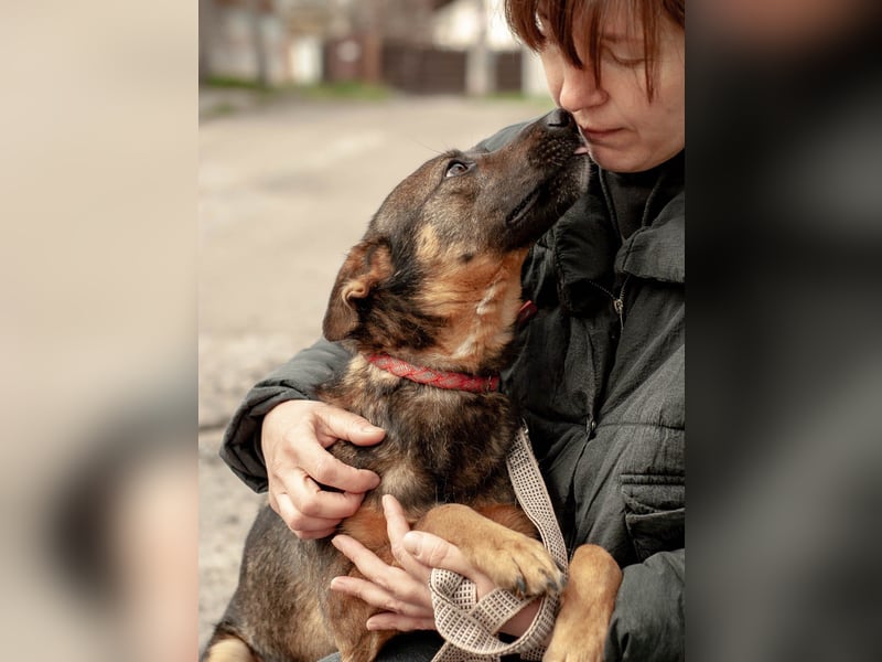 INDY Offener und freundlicher Rüde (Ukraine)