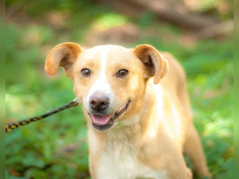 Chester - Hinreißender Rüde mit perfektem Hundeblick (Ukraine) Chester - Hinreißender Rüde mit perfektem Hundeblick (Ukraine)