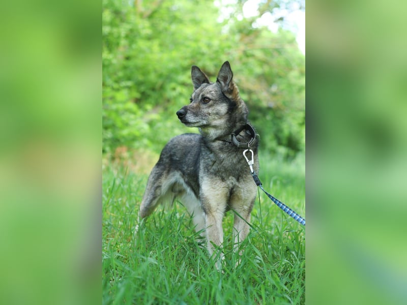 PATRICK Menschenbezogener Mini Wolf (Ukraine)