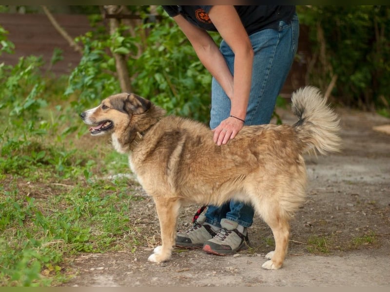 Rostik - Verträglicher Charmeur (Ukraine)