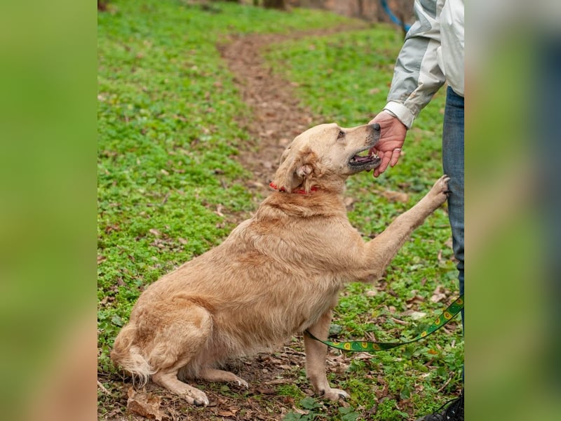 DOLANI Bezaubernde Hündin sucht Nähe (Ukraine)