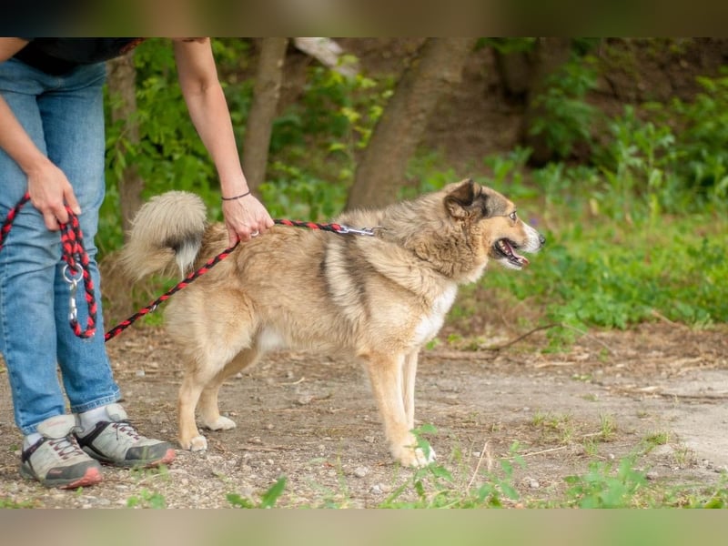 Rostik - Verträglicher Charmeur (Ukraine)