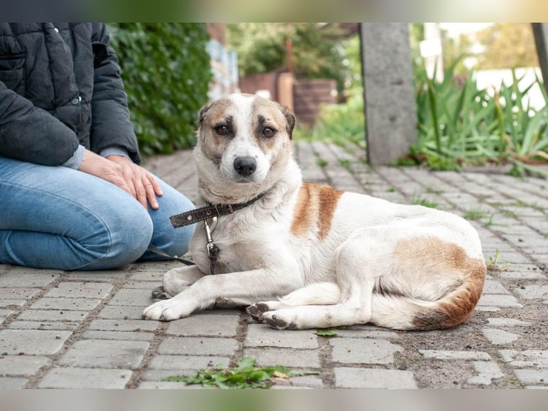 Boria - Äußerst verträglicher und sanfter Rüde (Ukraine)