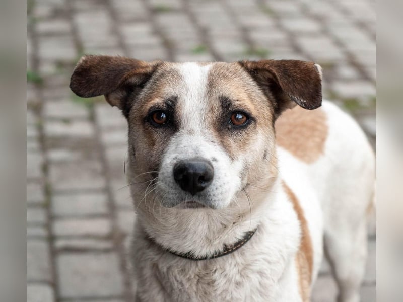 Boria - Äußerst verträglicher und sanfter Rüde (Ukraine)