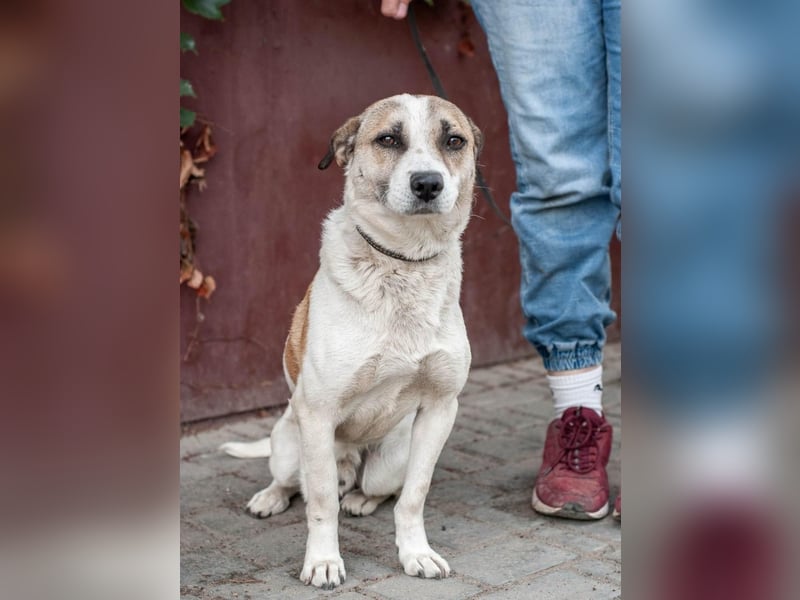 Boria - Äußerst verträglicher und sanfter Rüde (Ukraine)