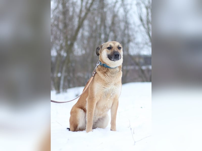 ODREY Tapfere Mamahündin (Ukraine)