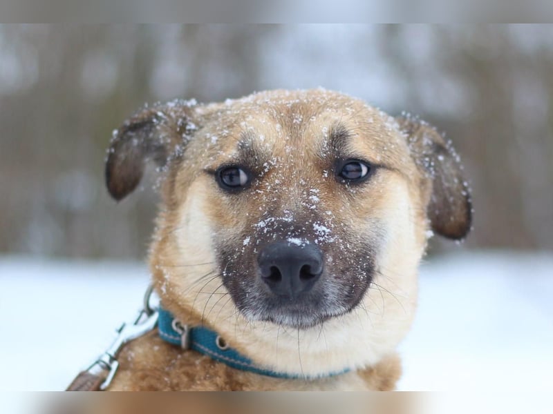 ODREY Tapfere Mamahündin (Ukraine)